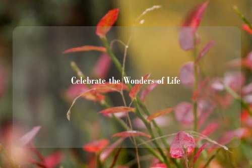 Celebrate the Wonders of Life